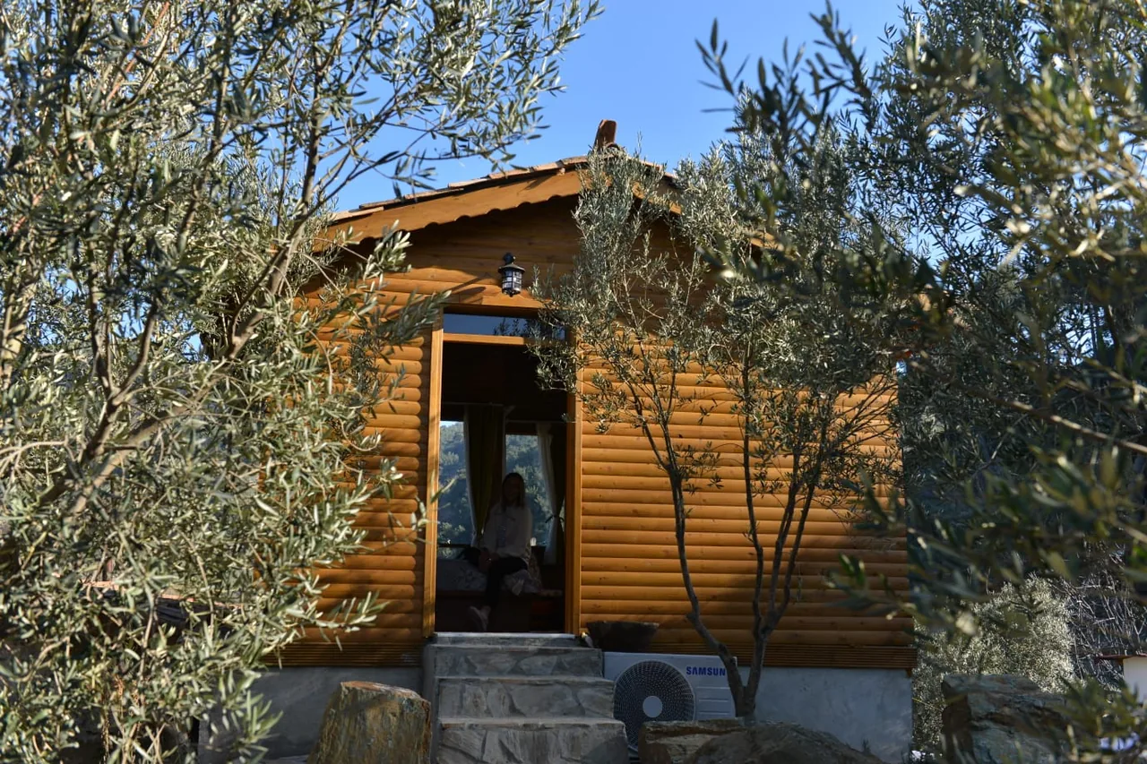 Ağaç House's wooden exterior and entrance stairs among olive trees
