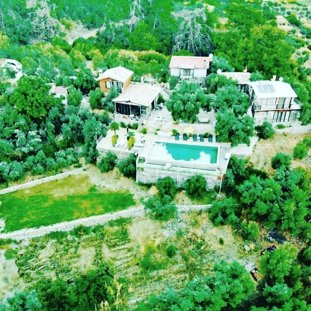 Kırkınca Dağ Evleri'nin zeytin ağaçları arasındaki genel görünümü